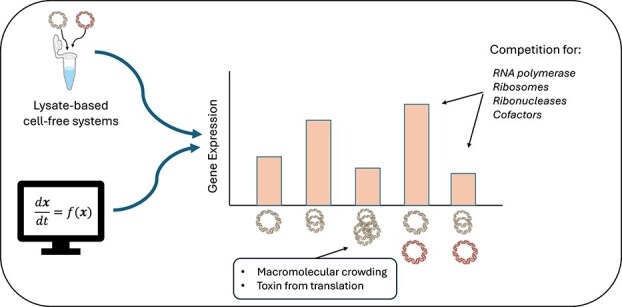 A mathematical model of cell-free transcription-translation with plasmid crosstalk.