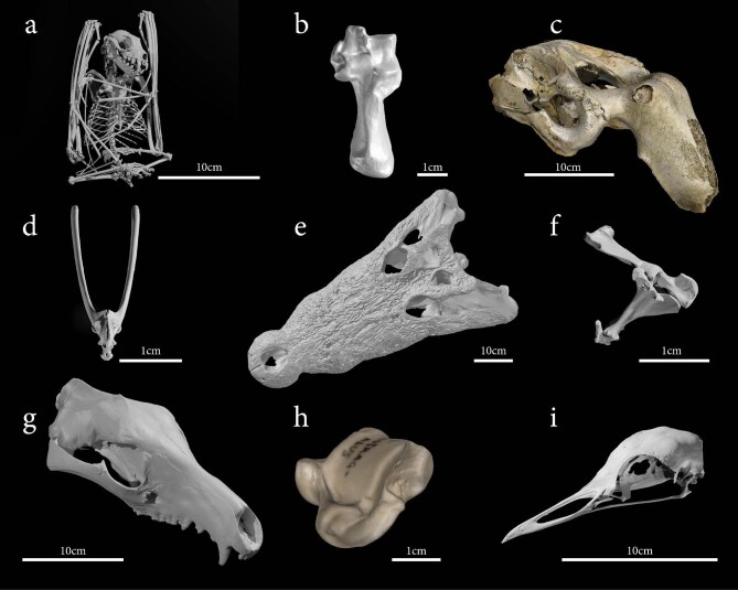 Ozboneviz: an Australian precedent in FAIR 3D imagery and extended biodiversity collections.