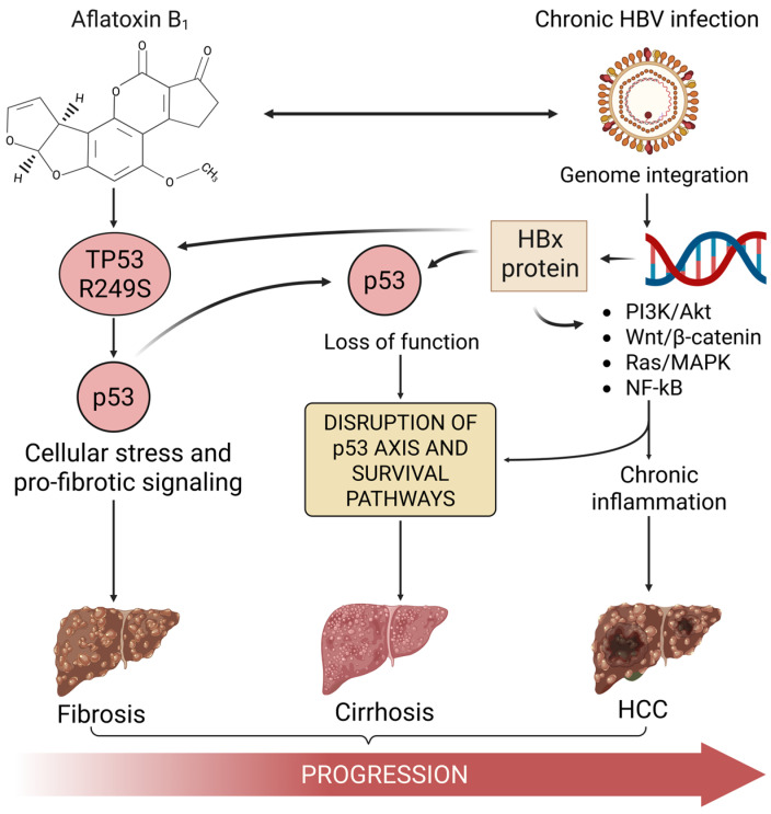 Cooperation Between Aflatoxin-Induced p53 Aberrations and Hepatitis B Virus in Hepatocellular Carcinoma.