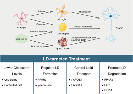 Astrocyte Lipid Droplet Dynamics Orchestrate Neurological Disorders and Therapeutic Horizons.