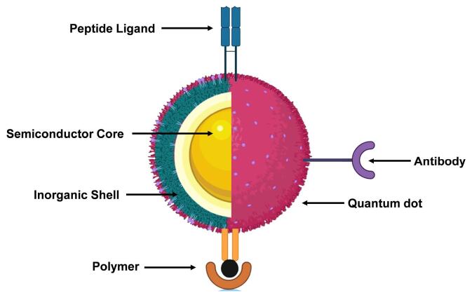 Monoclonal Antibodies-Anchored Quantum Dots-Based Delivery Strategies for Glioblastoma Treatment: Challenges and Applications.
