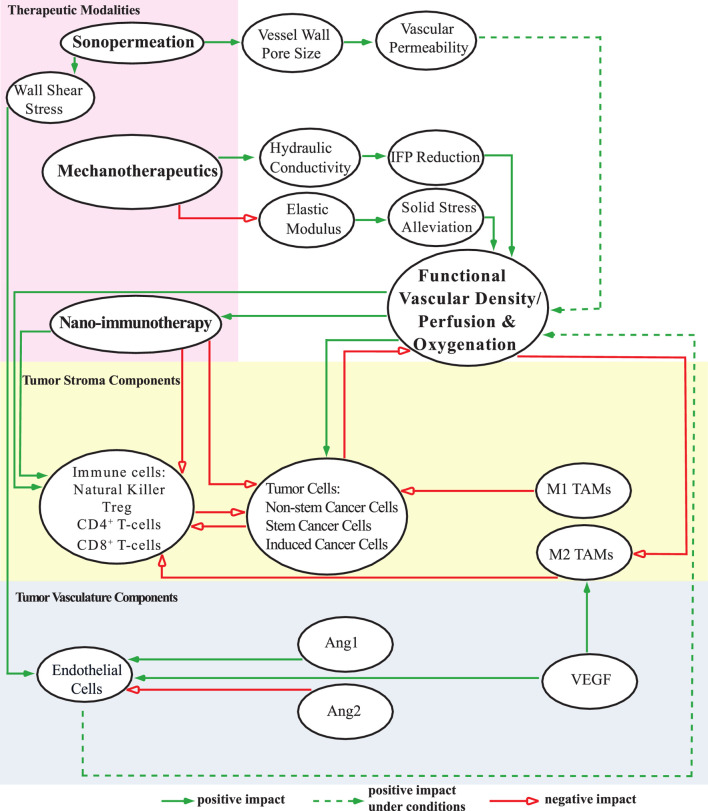 Synergistic mechanotherapy and sonopermeation guided by mathematical modeling for solid tumor treatment.