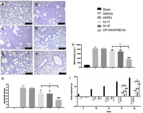 Hyaluronic Acid-Decorated Liposomes for the Intrapulmonary Delivery of Imatinib: A Targeted Treatment for Postinflammatory Pulmonary Fibrosis.