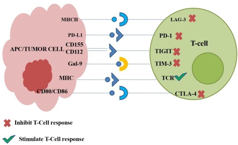 Lung Cancer Immunotherapy Approaches: From Clinical Testing to Future Advances.