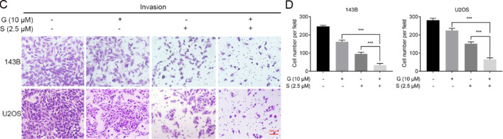 Corrigendum to: Stattic sensitizes osteosarcoma cells to epidermal growth factor receptor inhibitors via blocking the interleukin 6-induced STAT3 pathway.