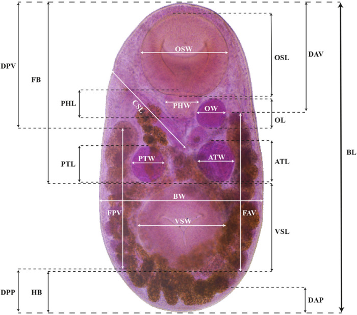 Diversity of <i>Stomylotrema</i> spp. in the Mexican tropical lowlands: the case of <i>Stomylotrema bijugum</i> and <i>Stomylotrema vicarium</i> (Digenea: Stomylotrematidae), parasites of aquatic and passerine birds.