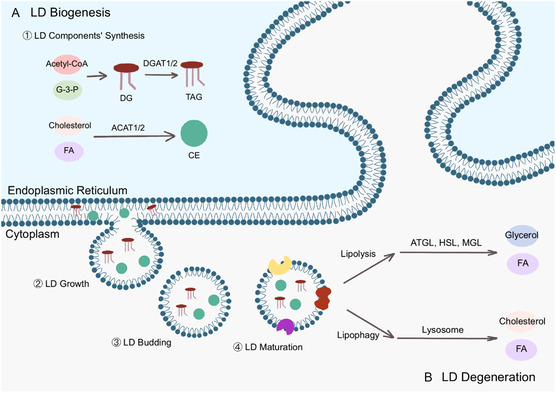 Astrocyte Lipid Droplet Dynamics Orchestrate Neurological Disorders and Therapeutic Horizons.