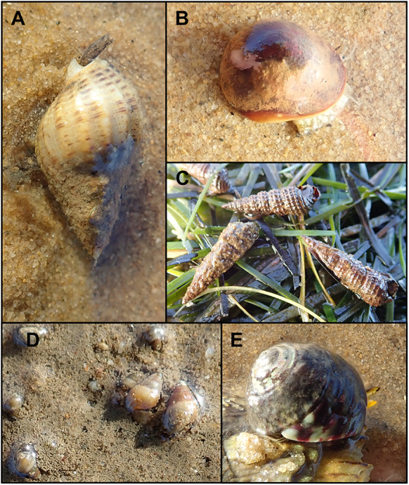 Elucidation of the life cycle of the trematode <i>Curtuteria arguinae</i> (Digenea: Himasthlidae), using environmental DNA detection methods.