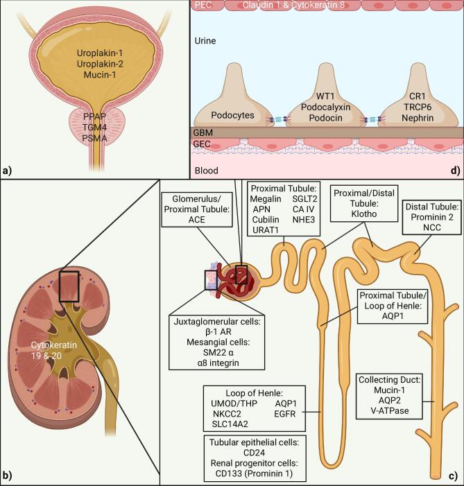 Urinary microvesicles: a window into the kidney.