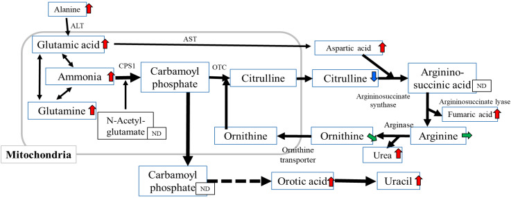 Metabolic, pathological, and genetic analyses of foals neonatal foals that died in Noma horses.