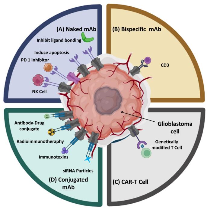 Monoclonal Antibodies-Anchored Quantum Dots-Based Delivery Strategies for Glioblastoma Treatment: Challenges and Applications.