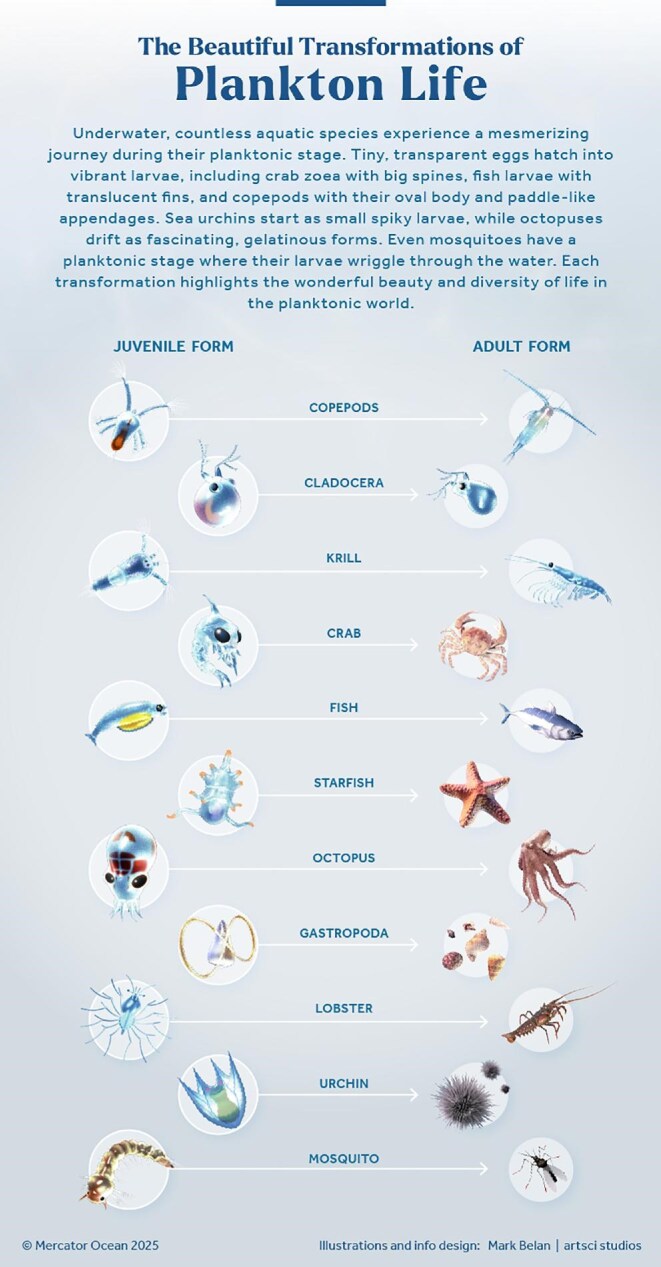 The immeasurable value of plankton to humanity.