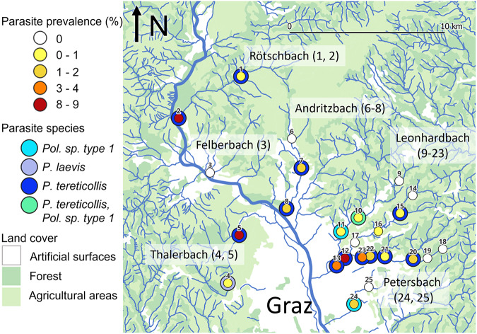 Prevalence and diversity of Acanthocephala in stream-dwelling amphipods (<i>Gammarus fossarum</i>) around an urban area in the eastern Alpine foothills.