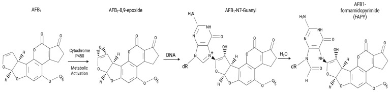 Cooperation Between Aflatoxin-Induced p53 Aberrations and Hepatitis B Virus in Hepatocellular Carcinoma.