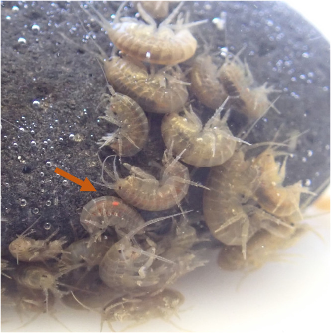 Prevalence and diversity of Acanthocephala in stream-dwelling amphipods (<i>Gammarus fossarum</i>) around an urban area in the eastern Alpine foothills.