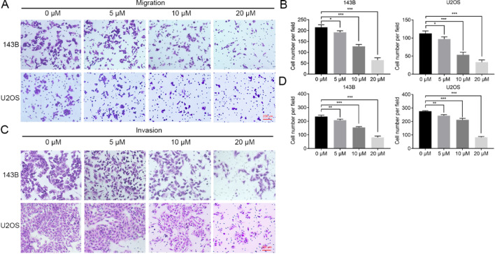 Corrigendum to: Stattic sensitizes osteosarcoma cells to epidermal growth factor receptor inhibitors via blocking the interleukin 6-induced STAT3 pathway.