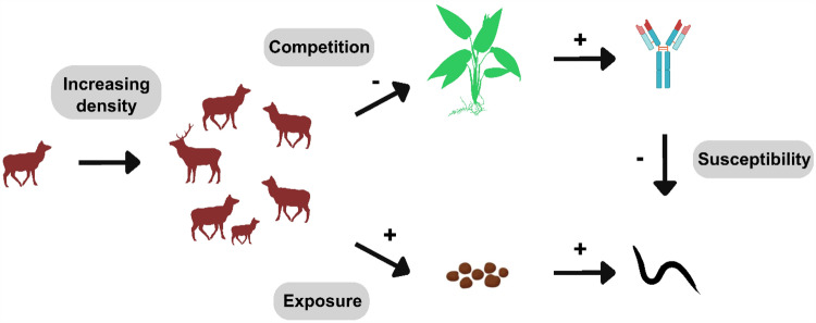 Population density drives increased parasitism via greater exposure and reduced resource availability in wild red deer.