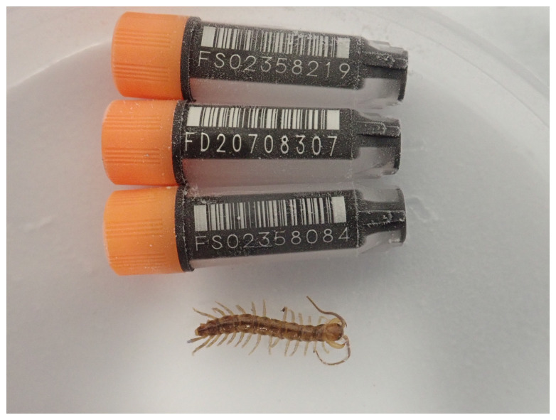 The genome sequence of the banded centipede, <i>Lithobius variegatus</i> Leach, 1814.