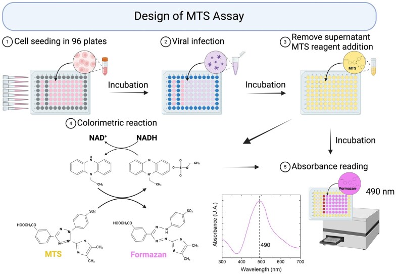 Development of high-throughput screening viral titration assay: Proof of concept through two surrogate viruses of human pathogens.