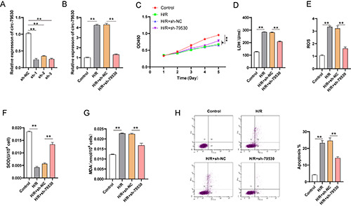 circRNA-79530 regulates Twist-mediated mitochondrial damage <i>via s</i>ponging miR-214 affecting hypoxia/reoxygenation-induced injury in H9c2 cardiomyocytes.