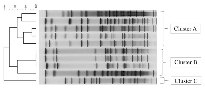 Metabolic and genotypic characterization of meropenem-susceptible and meropenem-resistant <i>Serratia marcescens</i> isolates.
