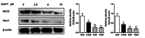Effects of Notch signaling on proliferation, angiogenesis, and adipogenesis of hemangioma-derived stem cells.