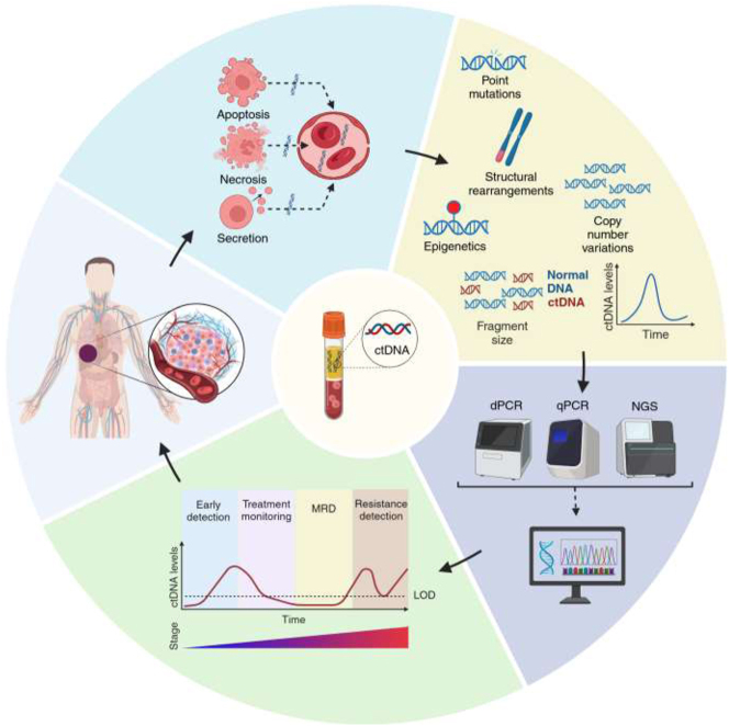 Circulating tumor DNA in patients with cancer: insights from clinical laboratory.