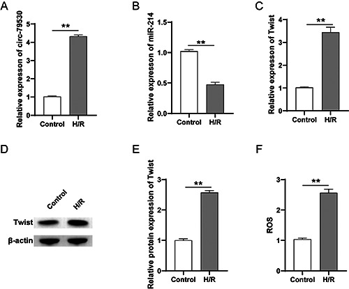 circRNA-79530 regulates Twist-mediated mitochondrial damage <i>via s</i>ponging miR-214 affecting hypoxia/reoxygenation-induced injury in H9c2 cardiomyocytes.