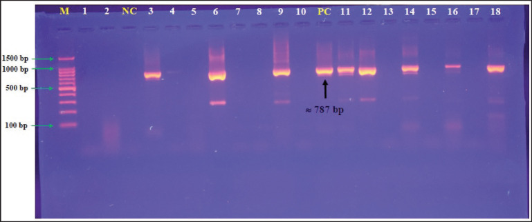 Phenotypic and molecular phylogeny of <i>Klebsiella pneumoniae</i> isolated from respiratory-diseased pet cats in Iraq.