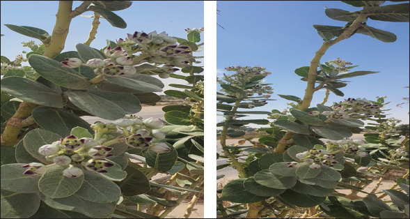 Phytochemical profiling, bioactive compound isolation, and animal health implications of <i>Calotropis procera</i> in Al-Ahsa, Saudi Arabia.
