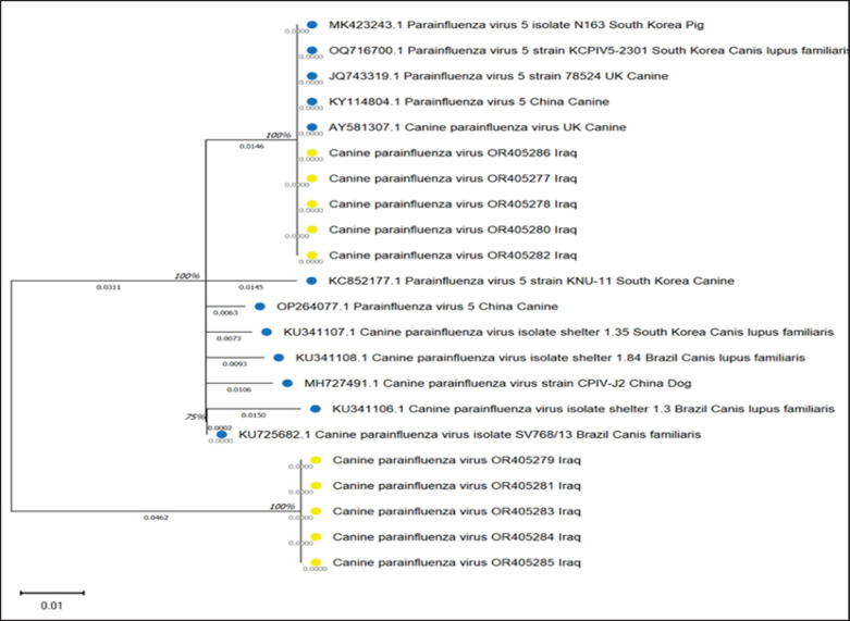Molecular detection of canine parainfluenza virus-5 in dogs in Baghdad province, Iraq.