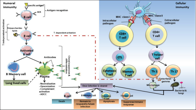The dual role of extracellular vesicles derived from animal and human immune cells: A systematic review.