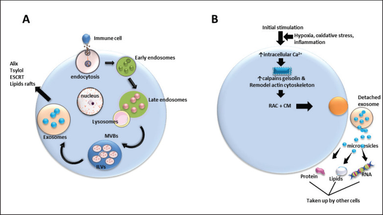 The dual role of extracellular vesicles derived from animal and human immune cells: A systematic review.