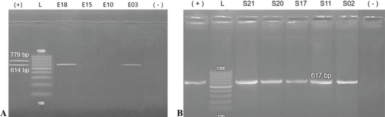 Fermented purple onion (<i>Allium cepa L.</i>) and chive (<i>Allium schoenoprasum</i>) bulb extracts as antibiotic alternatives against toxin-carrying bacteria: In vitro and pathogenicity assessment in chickens.