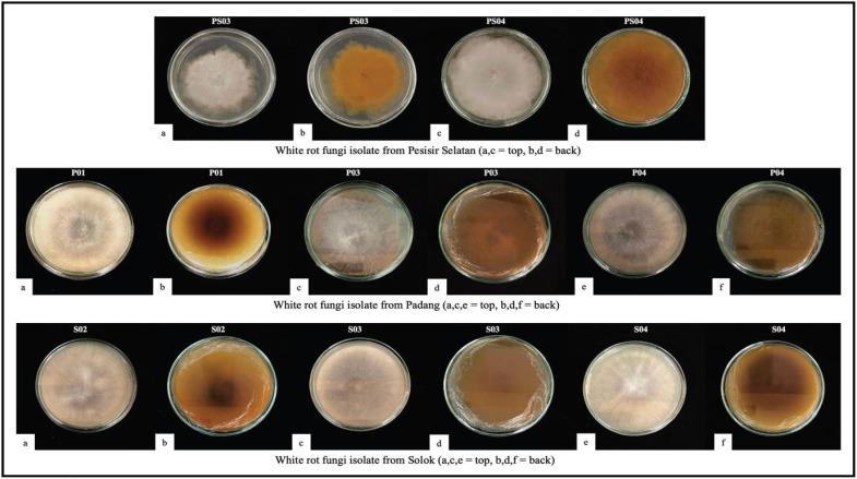 Isolation and identification of local white-rot fungi from West Sumatra and their potential for biodelignification of ruminant feed.