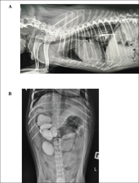 Prevalence and characteristics of foreign body-induced upper gastrointestinal obstruction in dogs.