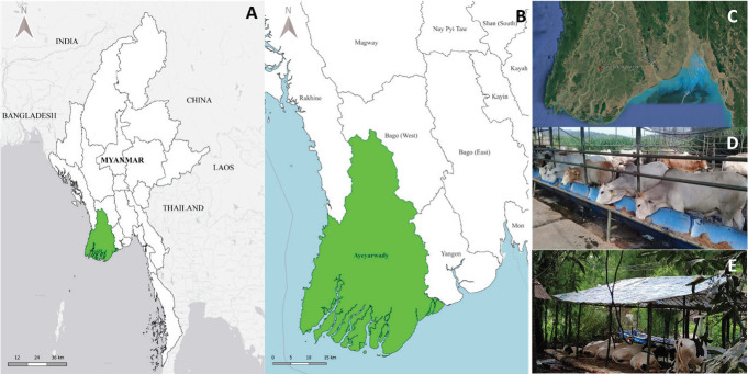 Gastrointestinal parasite infection and the first molecular detection of strongyle infection in cattle of the Ayeyarwaddy Division, Myanmar.
