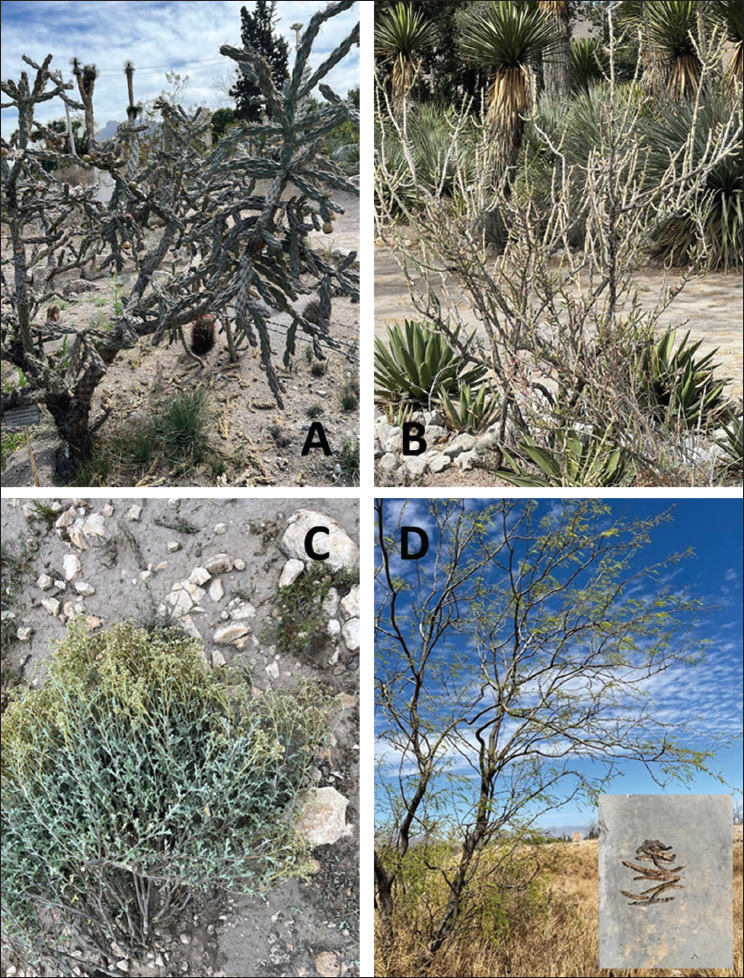 Utilization of wild desert plant extracts for the <i>in vitro</i> control of gastrointestinal nematodes in cattle.