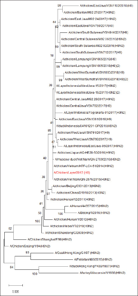 Isolation and identification of the H9N2 virus that caused the decline in poultry egg production in Indonesia from 2011 to 2018 using the RT-PCR-sequencing method.