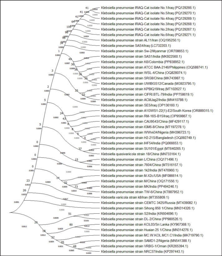 Phenotypic and molecular phylogeny of <i>Klebsiella pneumoniae</i> isolated from respiratory-diseased pet cats in Iraq.