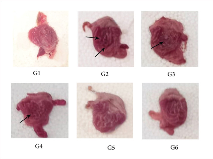 Antiulcer activity of <i>Prosopis farcta</i> L. fruits extract in rats.