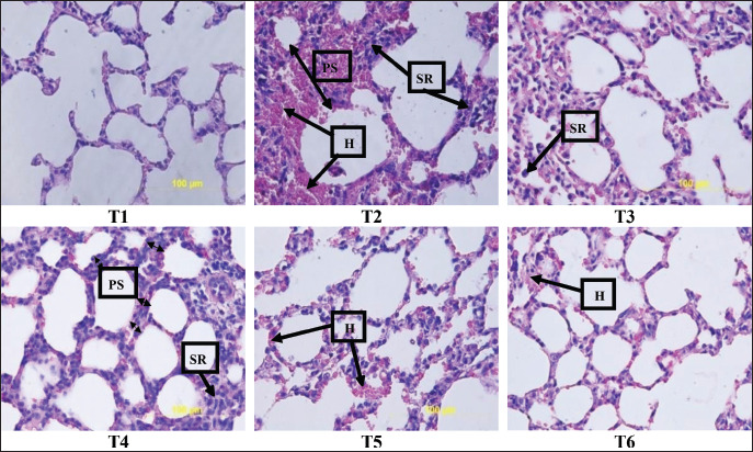 Therapeutic effects of single-clove garlic extract on nicotine-induced inflammation and histopathological changes in rats.