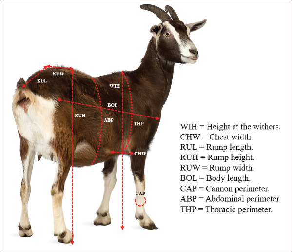 Phenotypic characterization of the Creole goat in the Southern Highlands of Peru: A first step toward the sustainable use of a forgotten zoogenetic resource.