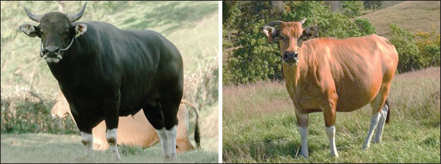 Genetic variation in the bovine heat shock protein gene in Indonesian Bali cattle (<i>Bos javanicus</i>): A marker candidate for heat stress tolerance trait.