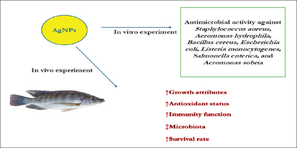 Inhibition of <i>Aeromonas hydrophila</i> and intestinal pathogenic bacteria in Nile tilapia (<i>Oreochromis niloticus</i>) fish by silver nanoparticles.