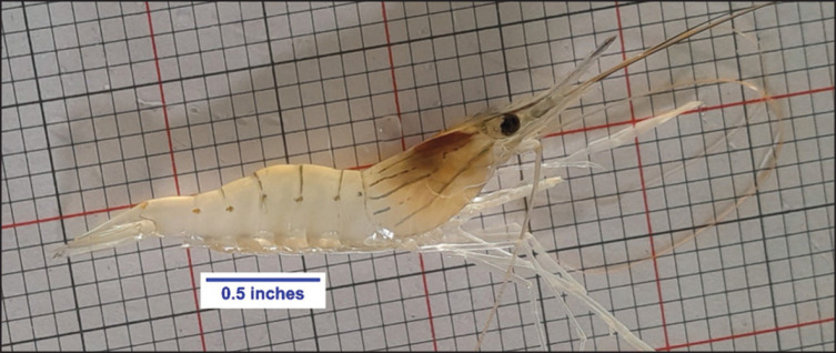 Dietary nucleotides supplementation enhances the growth and immune responses of the giant freshwater prawn, <i>Macrobrachium rosenbergii</i> (De Man, 1879).