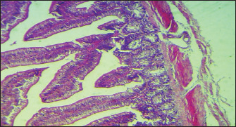 The identification of <i>Salmonella enteritidis</i> infection and therapeutic influence of fruit <i>Cordia myxa</i> and curcumin extracts on broiler chickens.