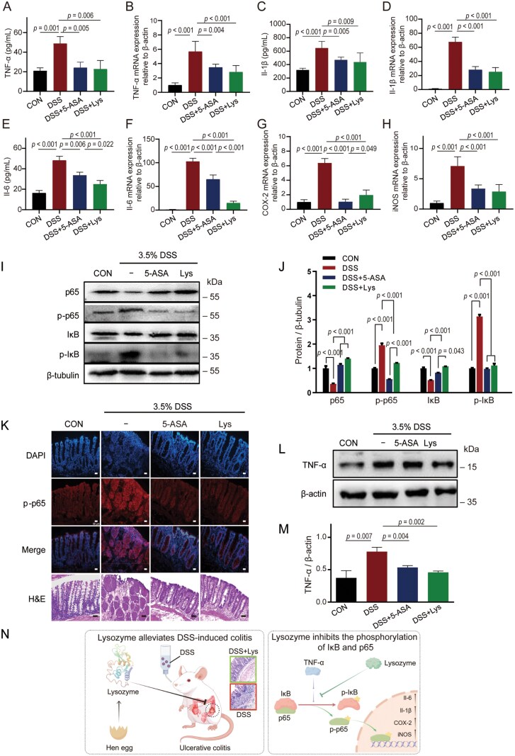 Lysozyme alleviates DSS-induced colitis by modulating pro-inflammatory factors and NF-κB activation.
