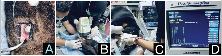 Keratometry, biometry, and intraocular lens power calculation in Bornean sun bears (<i>Helarctos malayanus euryspilus</i>).