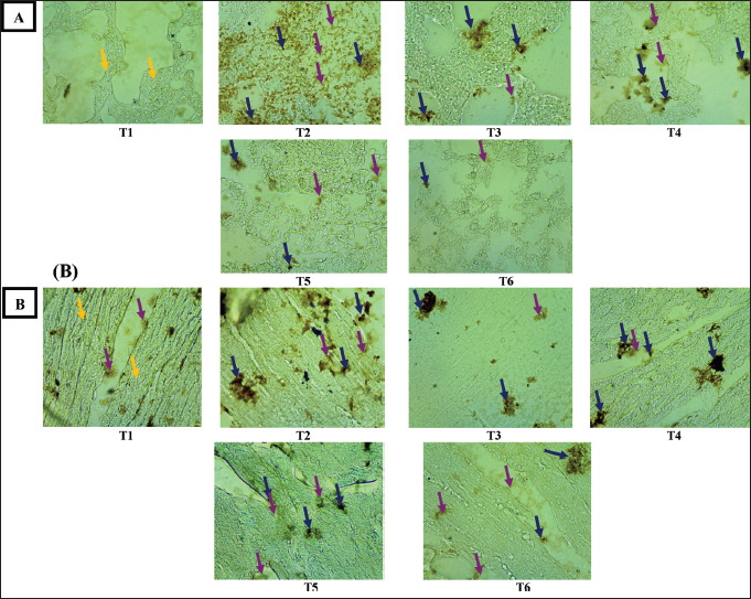 Therapeutic effects of single-clove garlic extract on nicotine-induced inflammation and histopathological changes in rats.